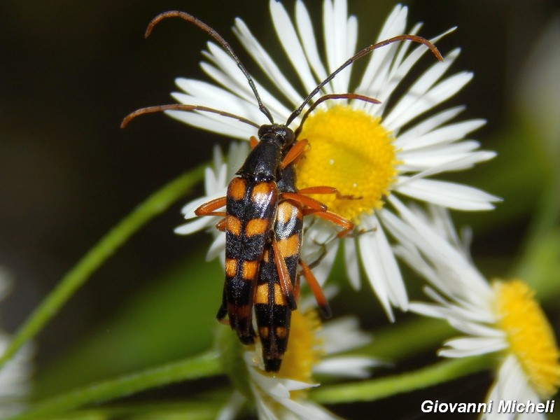 Strangalia attenuata, coppia (Cerambycidae)